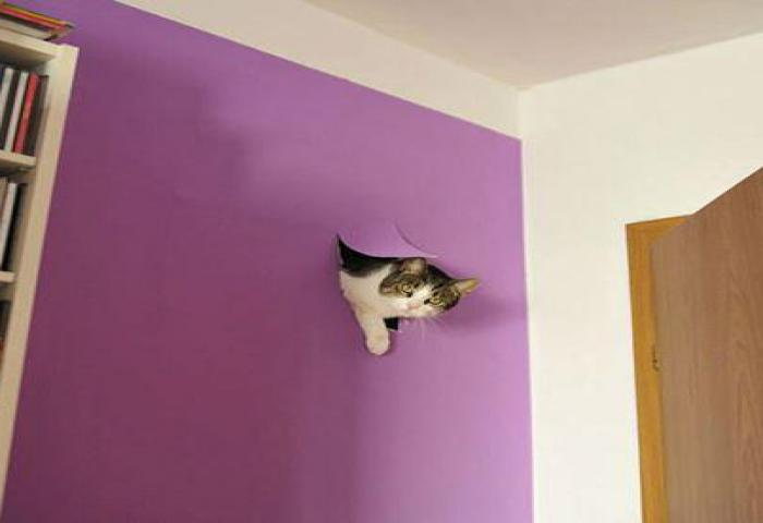 Tingkah Kucing Ini Sangat Menggemaskan Sekali!